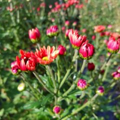 11月6日は「いいマムの日」