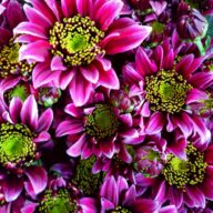 スプレーマム「ディスコクラブ」