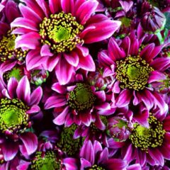 スプレーマム「ディスコクラブ」