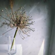 黒いアリウム・シュベルティ